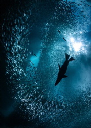 A lone California Sea Lion breaks the school of Sardines ... by Nick Polanszky 